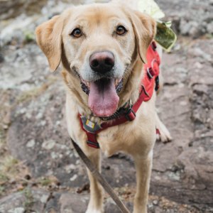 dog with hiking equipment