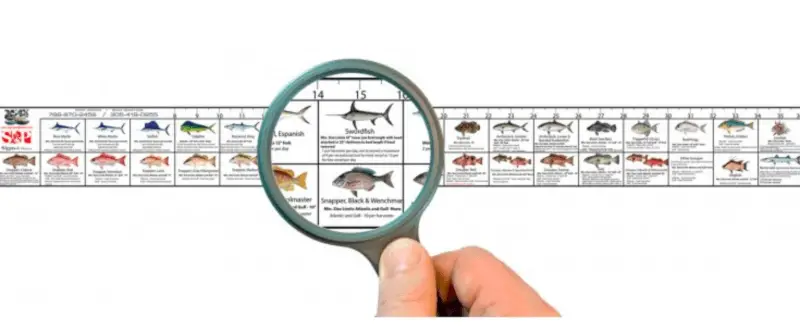 Best Fish Ruler Models - 2024 Review | Gearweare.net