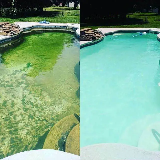 pool algae