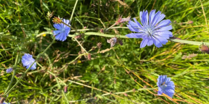 Chicory