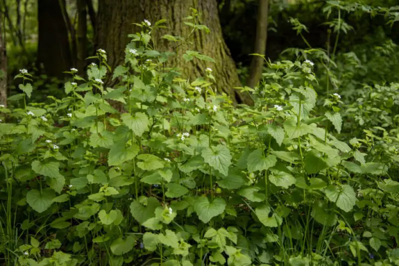 Green,Bush,With,White,Flowers,,Garlic,Mustard,,Alliaria,Petiolata