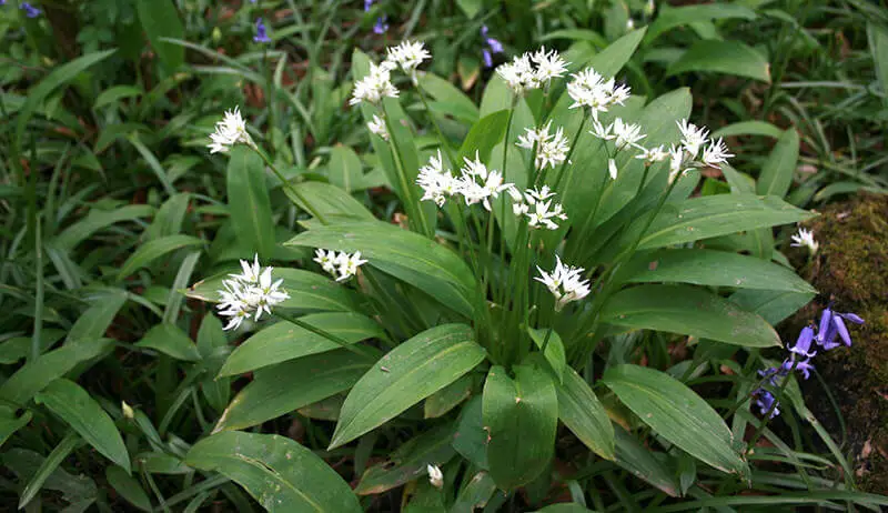 Wild Garlic