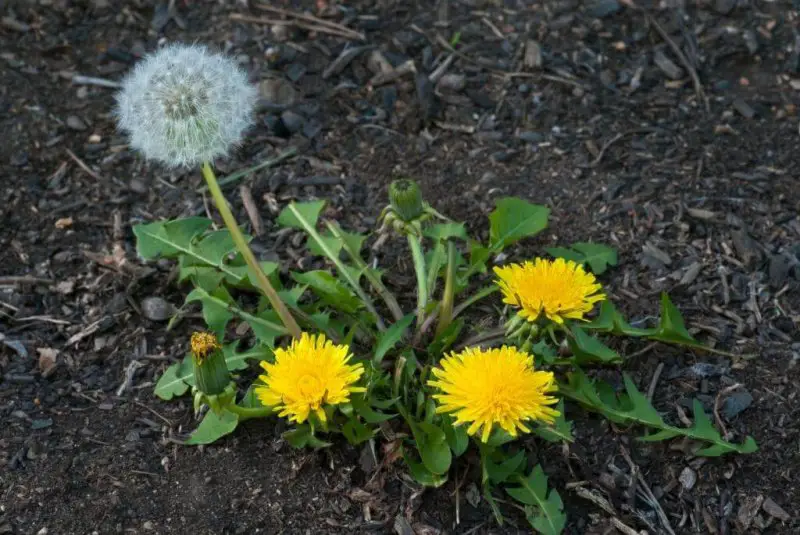 edible dandelions