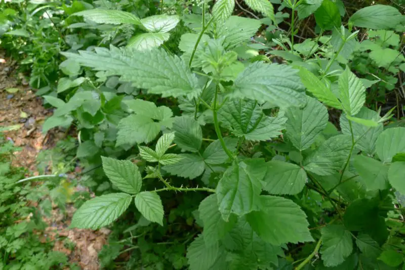 nettle